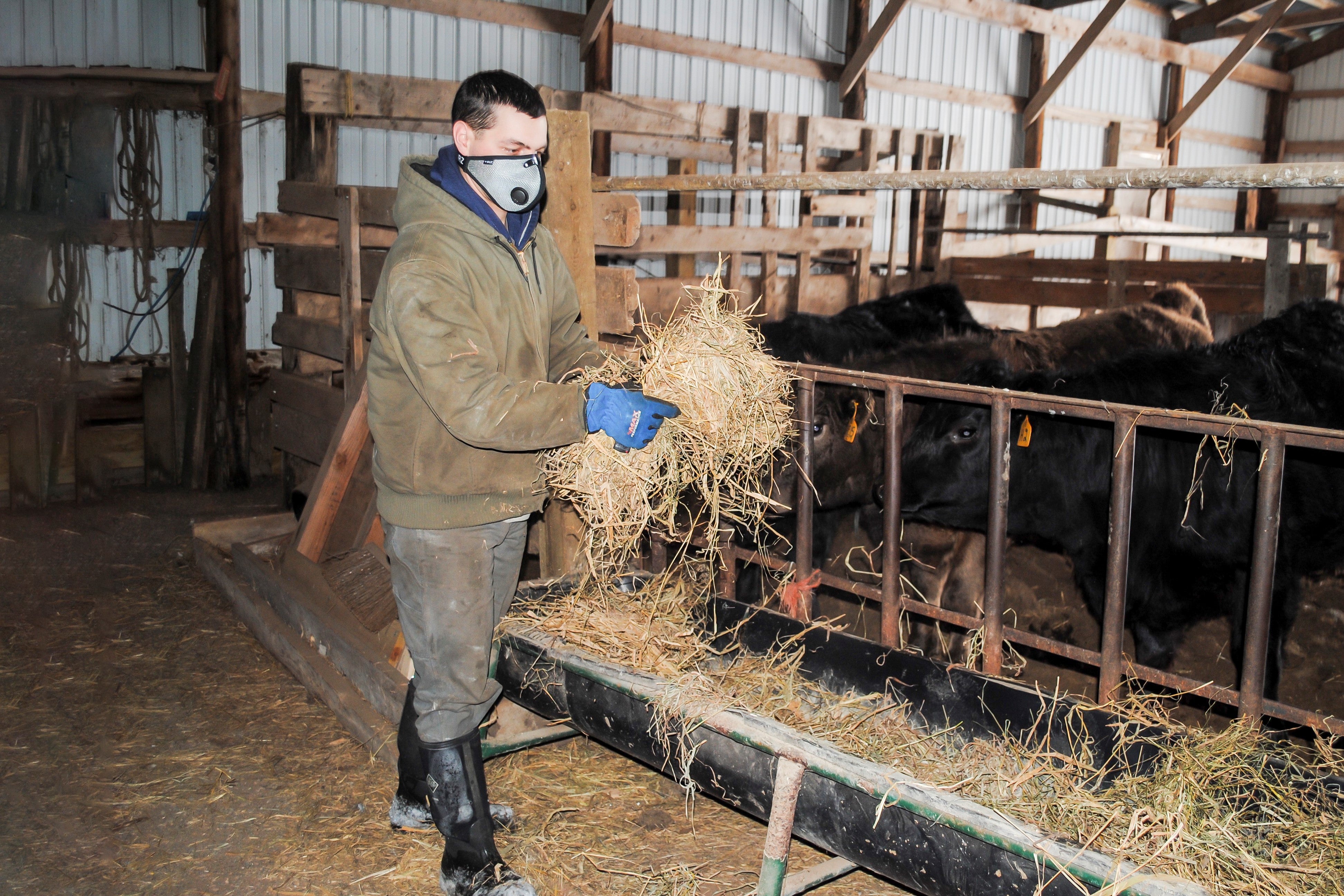 farmer wearing rz mask m2 titanium while carrying hay to feed cows in barn